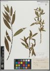 Foto von Salix alba L. x Salix pentandra L.